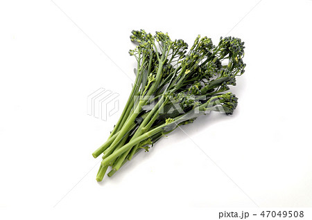 スティックセニョール 47049508