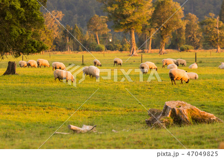 Green glass filed with fram sheep during sunset 47049825