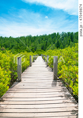 Wooden walking path over tropical coastline 47049874