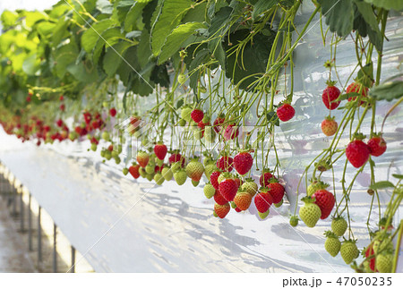 いちごハウス イチゴ栽培 イチゴ農園 イチゴ狩り イメージ素材の写真素材