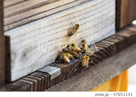 ミツバチと巣箱　養蜂場　蜜を集める蜜蜂　イメージ素材 47051131