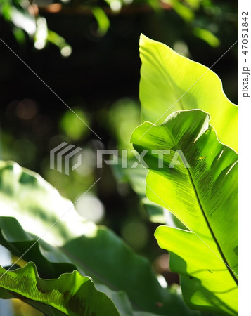 crop closeup on large green leaves tropical plant 47051842