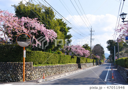 出水市・野田郷の寒緋桜のある街並み 出水市・野田郷の寒緋桜のある街並み 47051946