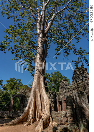 【世界遺産】アンコール遺跡群 バンテアイ・クデイのスポアンの木 47052296