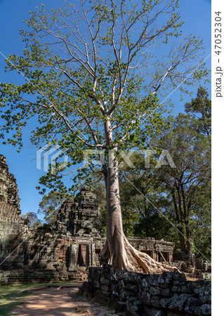 【世界遺産】アンコール遺跡群 バンテアイ・クデイのスポアンの木 【世界遺産】アンコール遺跡群 バンテアイ・クデイのスポアンの木 47052304