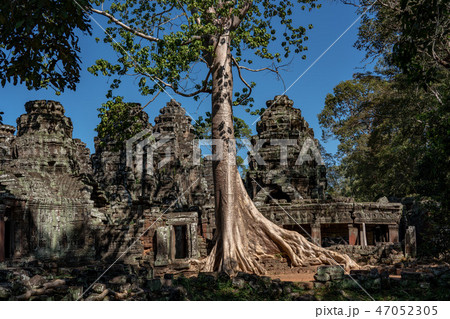 【世界遺産】アンコール遺跡群 バンテアイ・クデイのスポアンの木 【世界遺産】アンコール遺跡群 バンテアイ・クデイのスポアンの木 47052305
