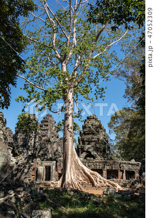 【世界遺産】アンコール遺跡群 バンテアイ・クデイのスポアンの木 47052309