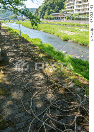 三朝温泉花湯まつり 47052445