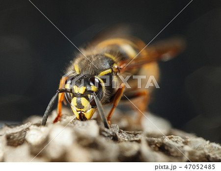 Wasp portrait 47052485