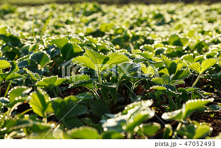 Strawberry field at summer morning Strawberry field at summer morning 47052493