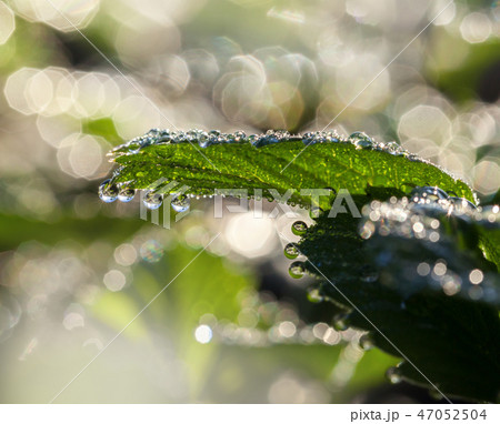 Dew on leaf edge Dew on leaf edge 47052504