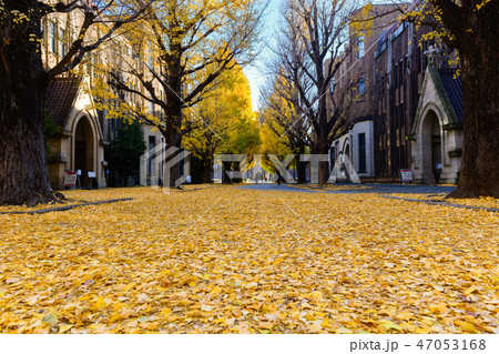 Ginkgo leaves on road, autumn season in japan Ginkgo leaves on road, autumn season in japan 47053168