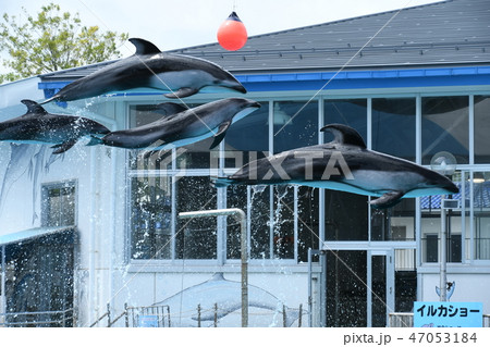 のとじま水族館イルカショーの写真素材