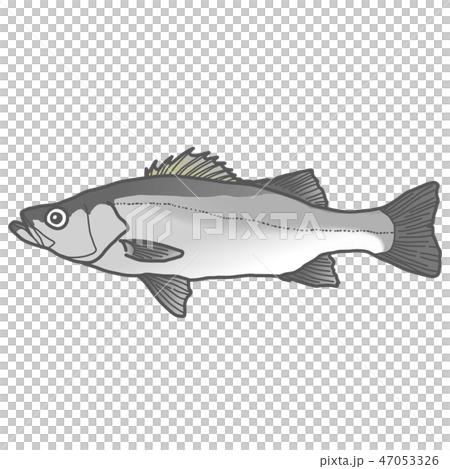 スズキ スズキ 47053326