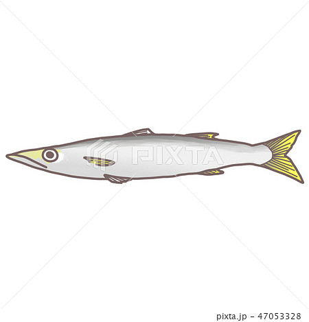 カマス カマス 47053328