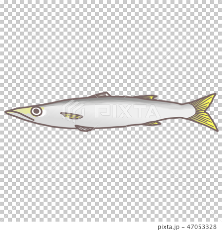 カマス カマス 47053328