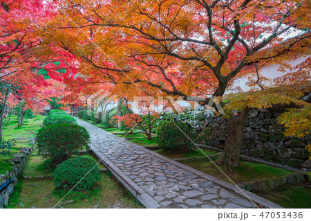 京都　一休寺の紅葉　　 47053436