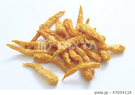 黄トウガラシ 黄トウガラシ 47054116