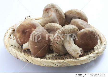 椎茸 47054237
