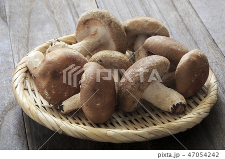 椎茸 47054242