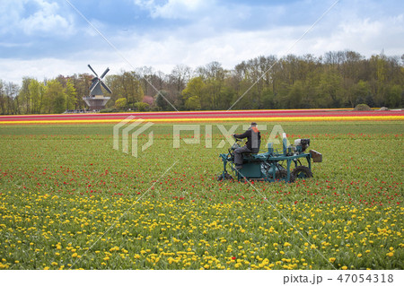 clean the tulips in the Netherlands. clean the tulips in the Netherlands. 47054318