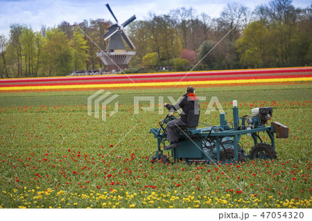 clean the tulips in the Netherlands. clean the tulips in the Netherlands. 47054320