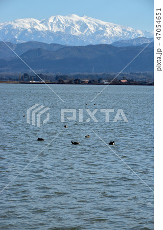 石川県　柴山潟 47054651