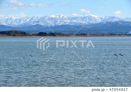 石川県　柴山潟 47054937