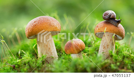 Edible mushrooms in a forest, Boletus edulis 47055137