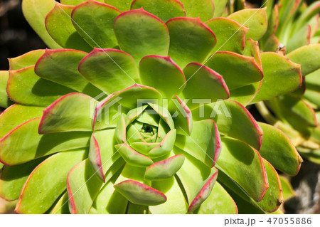 Green flower with red ends on its petals Green flower with red ends on its petals 47055886