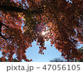 紅葉 47056105