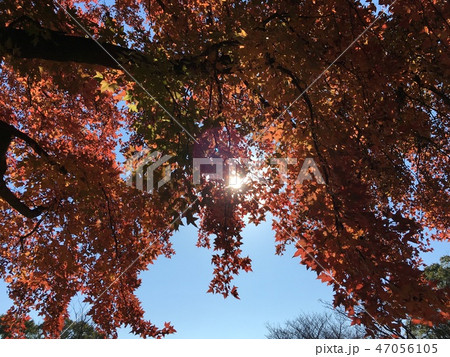 紅葉 47056105