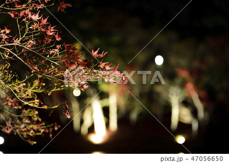 <紅葉>　岡崎東公園 12月　もみじ　池 47056650