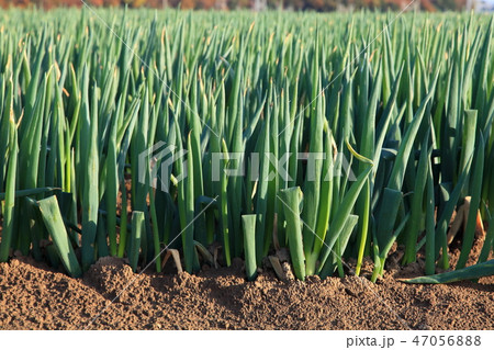 矢切ねぎ 47056888