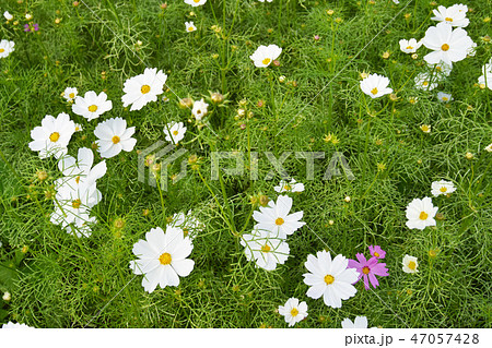 日光 サンビーム 陽射し 47057428