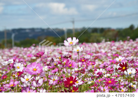 日光 サンビーム 陽射し 47057430