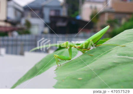 カマキリ 47057529