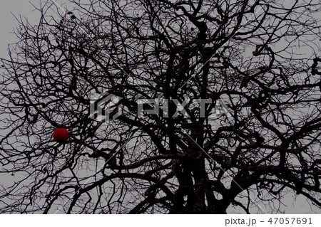 晩秋の野に柿の老木、葉っぱをすっかり落とし残り柿の実一つ 47057691