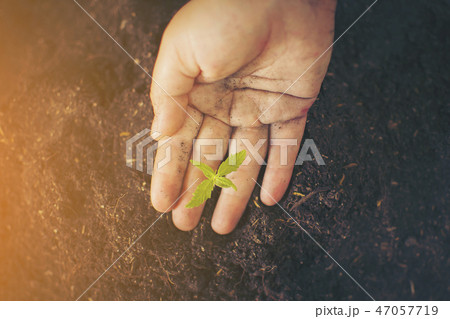 Hand gently holding rich soil for his marijuana pl Hand gently holding rich soil for his marijuana pl 47057719