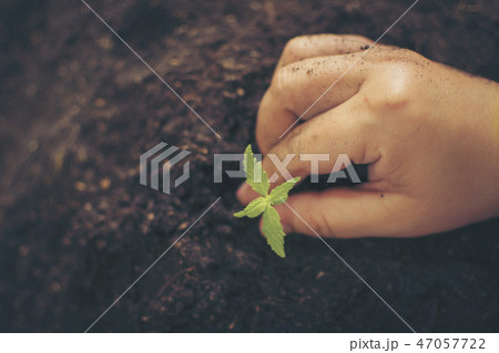 Hand gently holding rich soil for his marijuana pl 47057722
