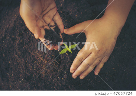 Hand gently holding rich soil for his marijuana pl 47057724