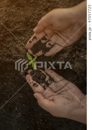 Farmer giving a chemical fertilizer cannabis hand Farmer giving a chemical fertilizer cannabis hand 47057725