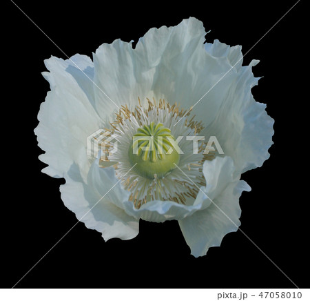 opium poppy Opium flower 47058010