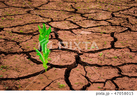 Green plant growing out of cracks in the earth 47058015