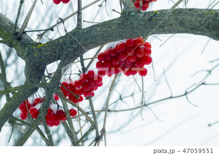 viburnum fruits hang in the cold viburnum fruits hang in the cold 47059551