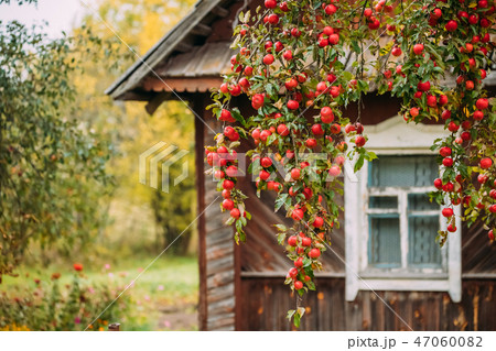 Branch Hung With Red Small Apples On Background Of Old Wooden Ho Branch Hung With Red Small Apples On Background Of Old Wooden Ho 47060082