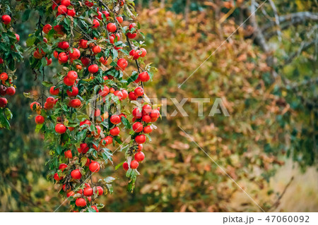 Branch Hung With Ripe Red Apples In Autumn Season 47060092