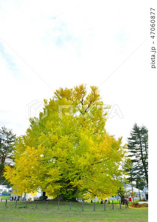 古町の大イチョウ（福島県） 47060877