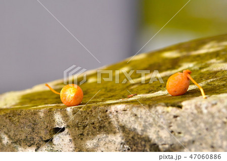 古町の大イチョウ（福島県） 47060886