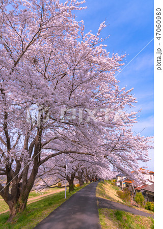 白石川堤一目千本桜　さくら回廊 47060980